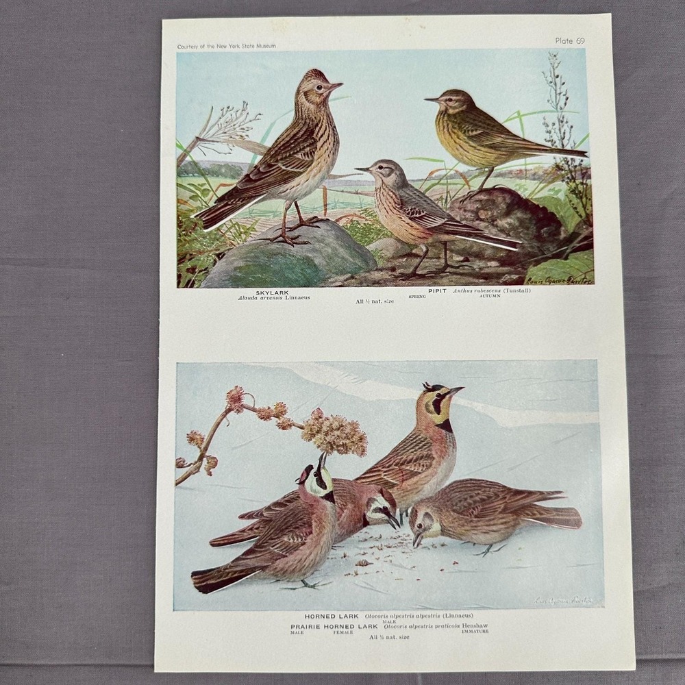 Louis Fuertes Skylark Pipit Prairie Horned Larks Wall Art Reprint 8.5x11